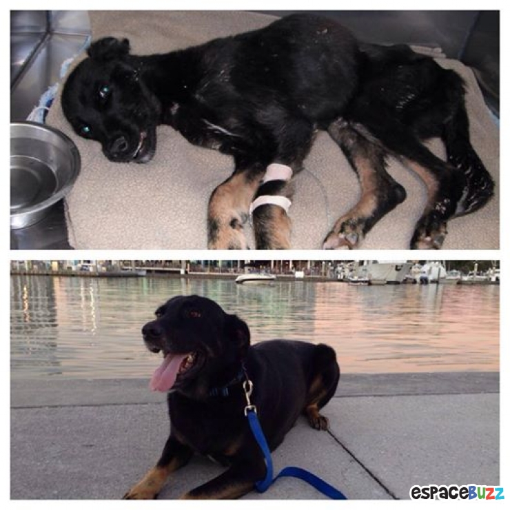 Illustration de l'article : Bouleversant sauvetage d'un pauvre chiot jeté dans un canyon de 106 mètres!