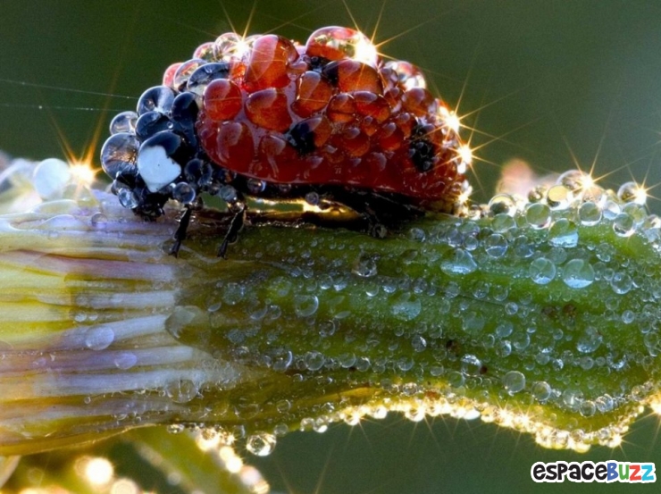 Illustration de l'article : Top 10 de merveilles microscopiques en photos