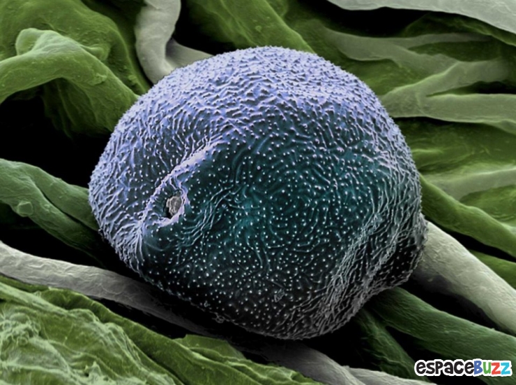 Illustration de l'article : Top 10 de merveilles microscopiques en photos