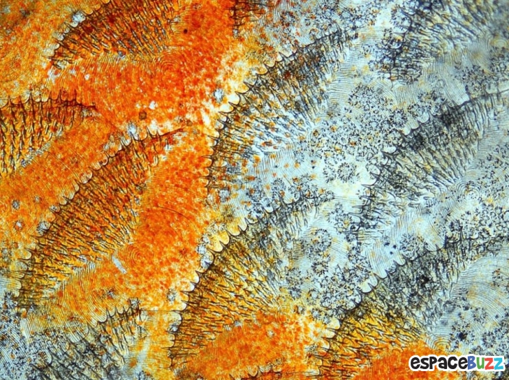 Illustration de l'article : Top 10 de merveilles microscopiques en photos