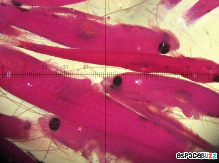 Illustration de l'article : Top 10 de merveilles microscopiques en photos