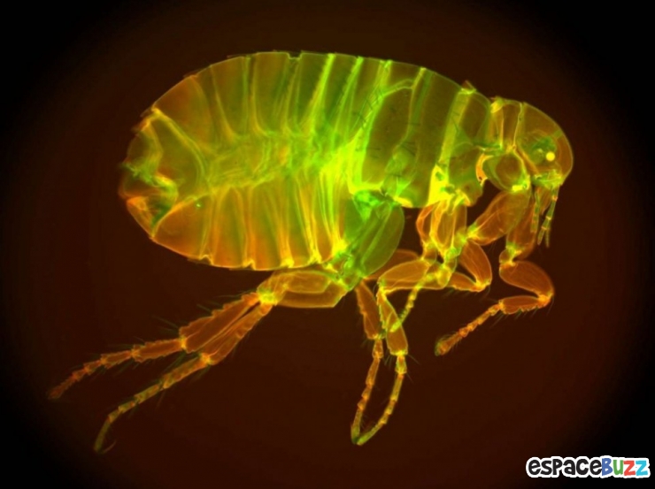 Illustration de l'article : Top 10 de merveilles microscopiques en photos