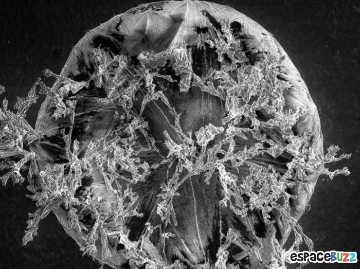 Illustration de l'article : Top 10 de merveilles microscopiques en photos
