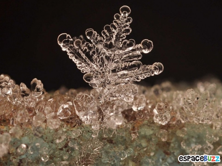 Illustration de l'article : Top 10 de merveilles microscopiques en photos