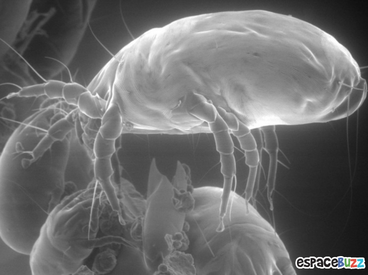 Illustration de l'article : Top 10 de merveilles microscopiques en photos