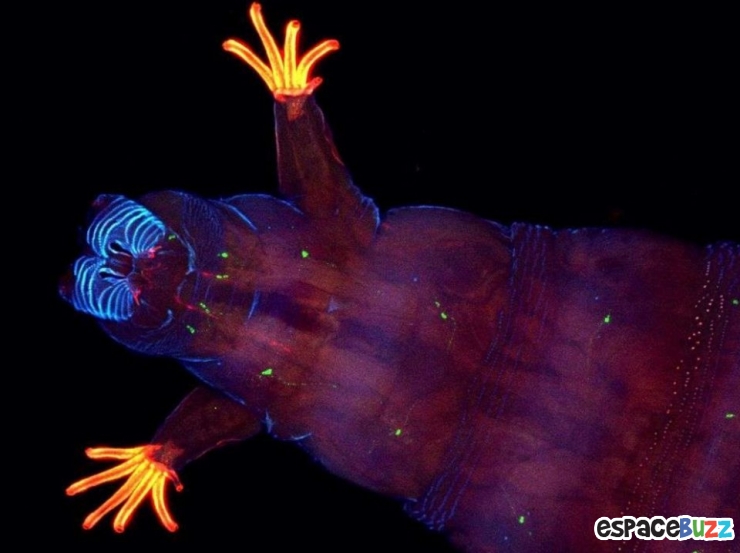 Illustration de l'article : Top 10 de merveilles microscopiques en photos