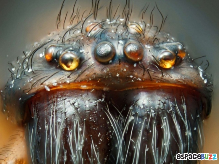 Illustration de l'article : Top 10 de merveilles microscopiques en photos