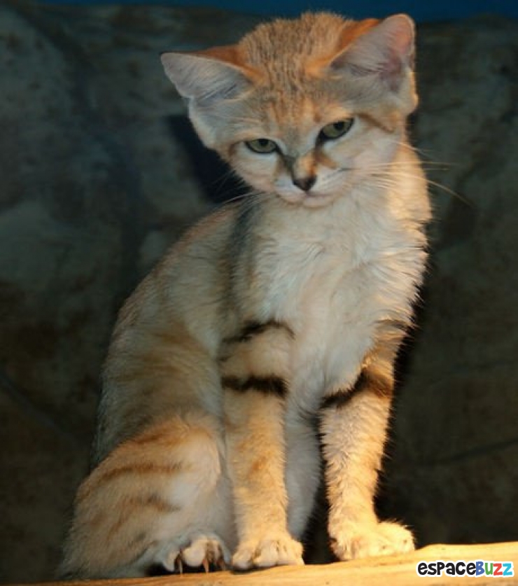 Illustration de l'article : 8 chats sauvages dont on ignorait l’existence.