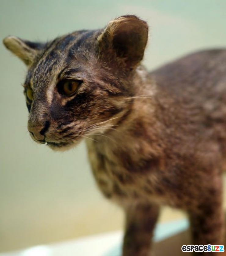 Illustration de l'article : 8 chats sauvages dont on ignorait l’existence.