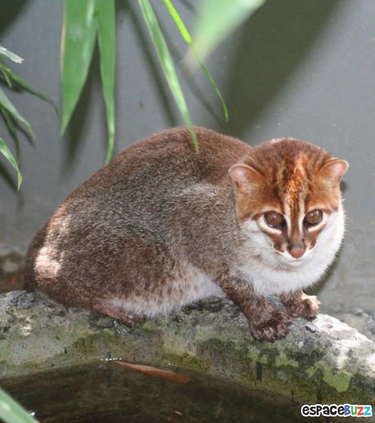 Illustration de l'article : 8 chats sauvages dont on ignorait l’existence.