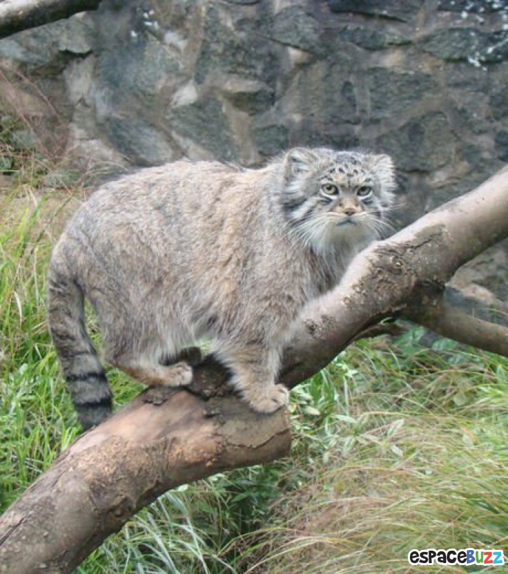 Illustration de l'article : 8 chats sauvages dont on ignorait l’existence.