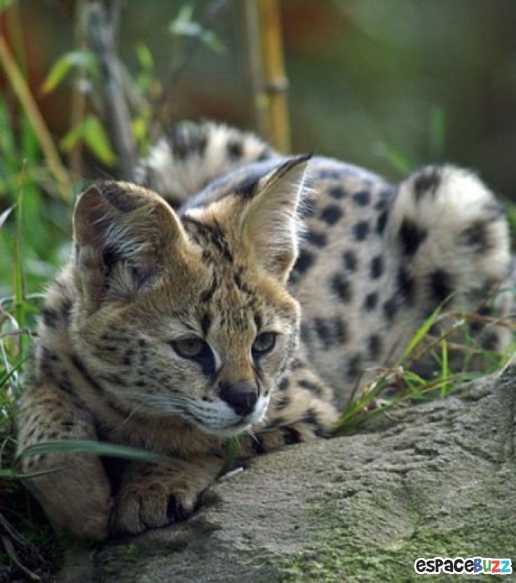 Illustration de l'article : 8 chats sauvages dont on ignorait l’existence.