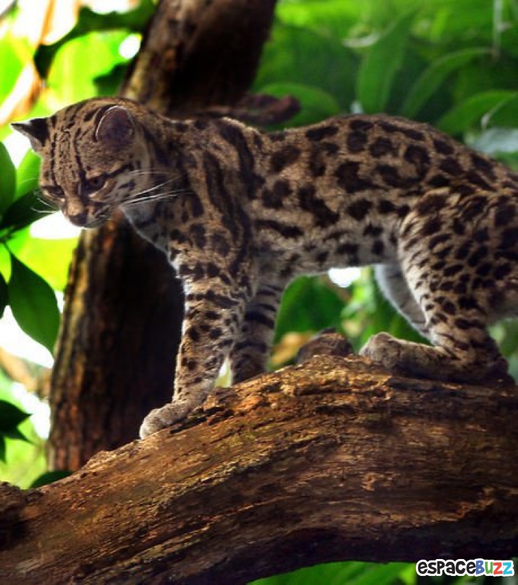 Illustration de l'article : 8 chats sauvages dont on ignorait l’existence.