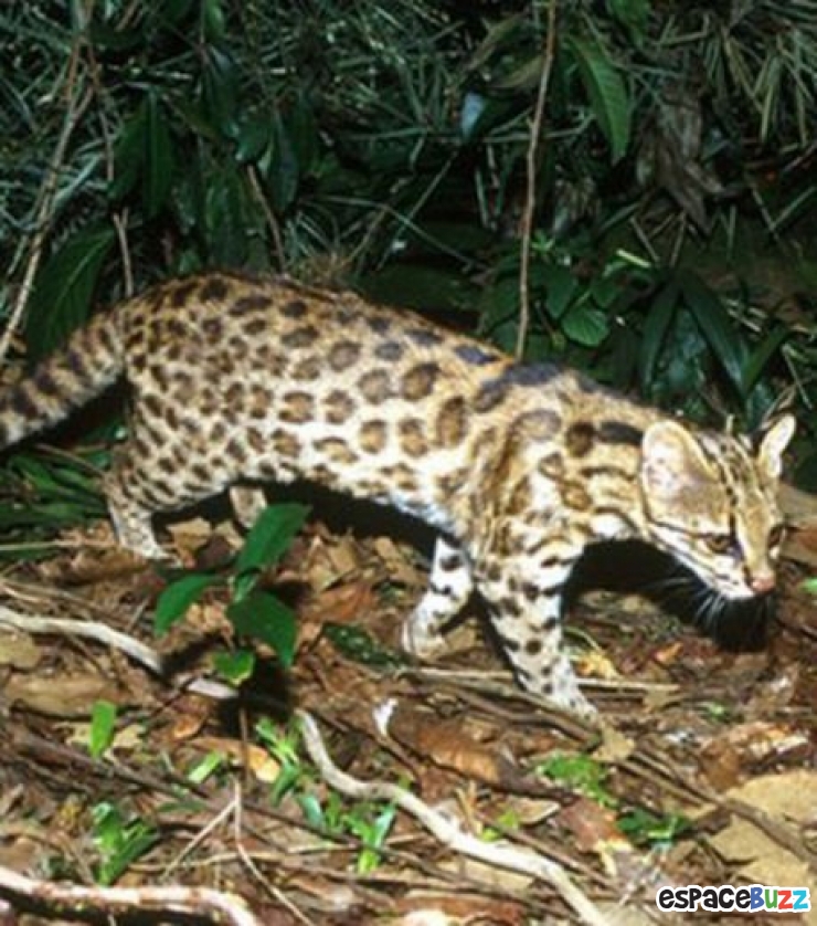 Illustration de l'article : 8 chats sauvages dont on ignorait l’existence.