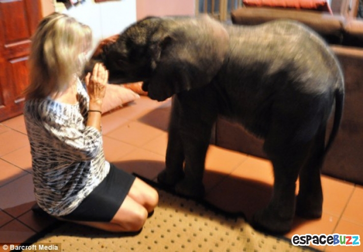 Illustration de l'article : Un &eacute;l&eacute;phanteau appara&icirc;t dans son salon