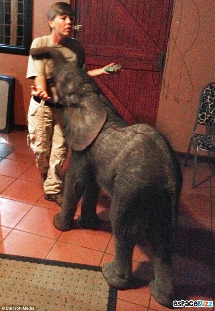 Illustration de l'article : Un &eacute;l&eacute;phanteau appara&icirc;t dans son salon