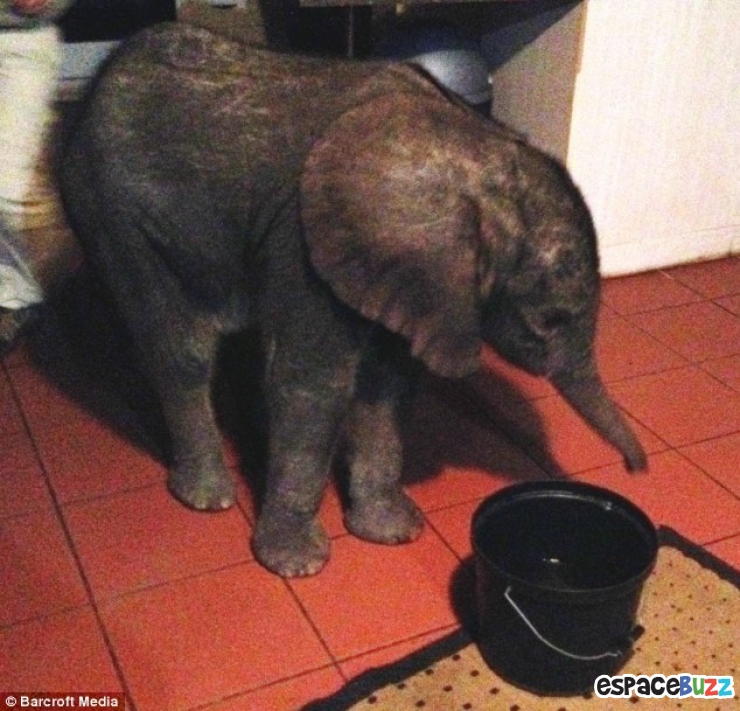 Illustration de l'article : Un &eacute;l&eacute;phanteau appara&icirc;t dans son salon