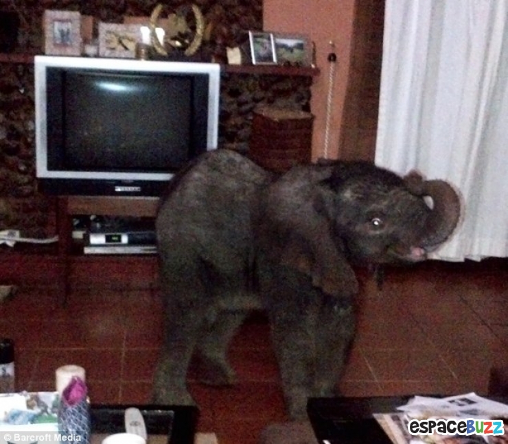 Illustration de l'article : Un &eacute;l&eacute;phanteau appara&icirc;t dans son salon