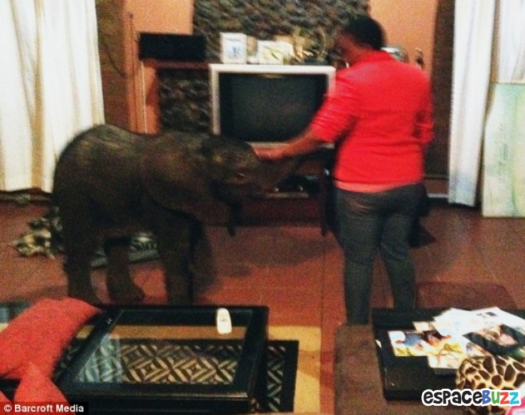 Illustration de l'article : Un &eacute;l&eacute;phanteau appara&icirc;t dans son salon