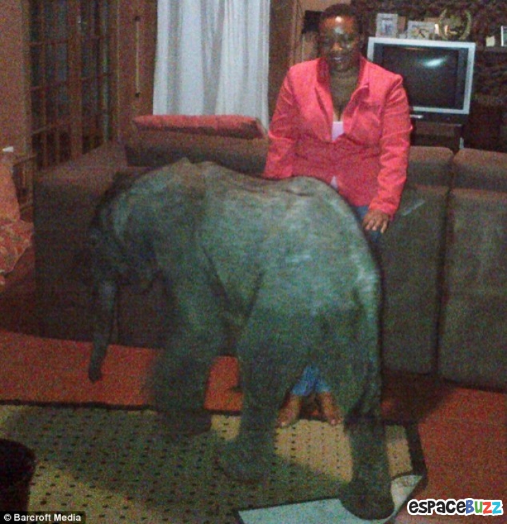 Illustration de l'article : Un &eacute;l&eacute;phanteau appara&icirc;t dans son salon