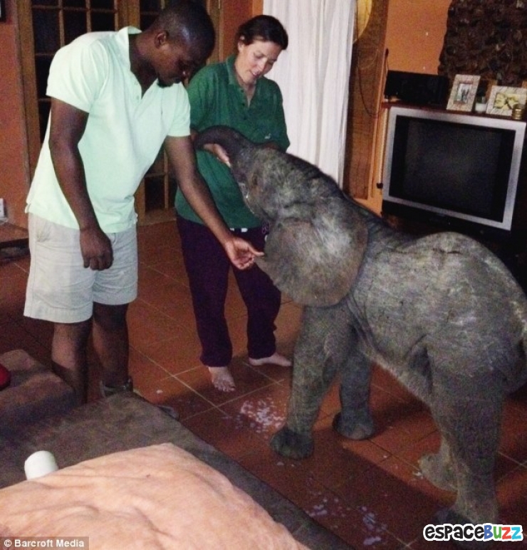 Illustration de l'article : Un &eacute;l&eacute;phanteau appara&icirc;t dans son salon