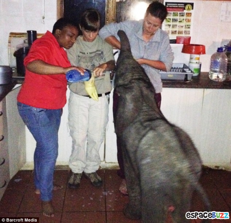 Illustration de l'article : Un &eacute;l&eacute;phanteau appara&icirc;t dans son salon