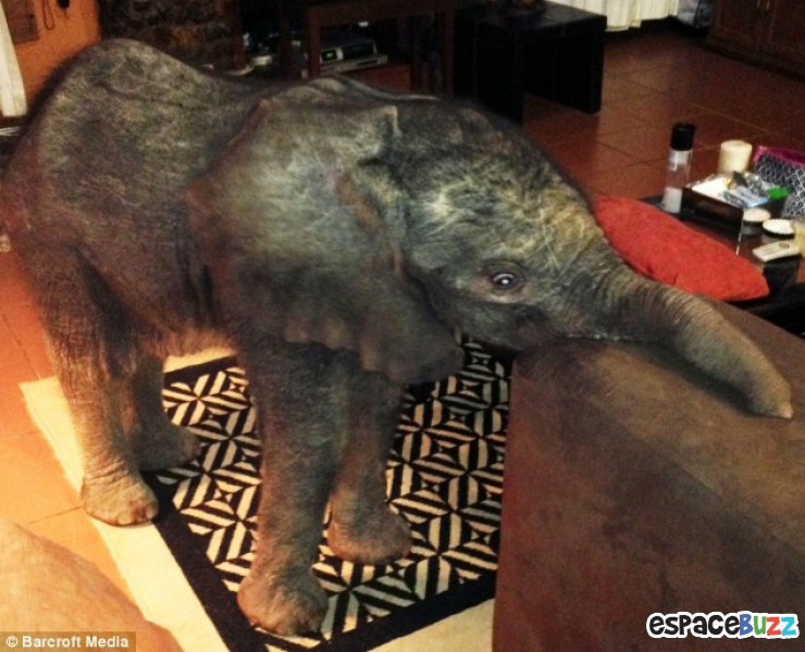 Illustration de l'article : Un &eacute;l&eacute;phanteau appara&icirc;t dans son salon