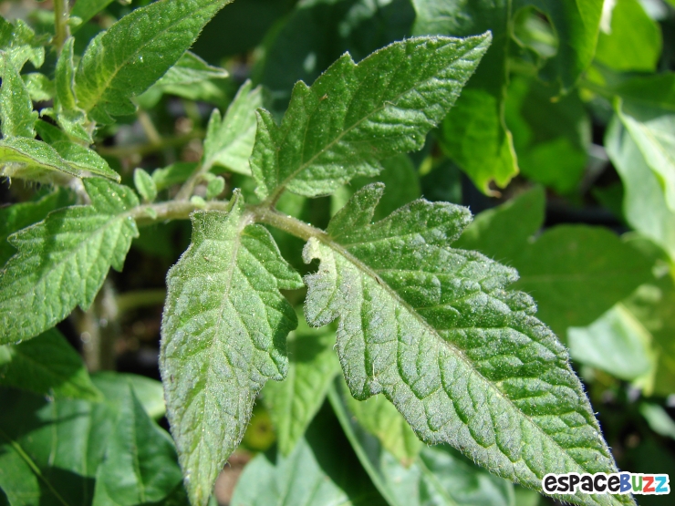 Illustration de l'article : 8 Astuces Pratiques pour vous d&eacute;barrasser des Araign&eacute;es