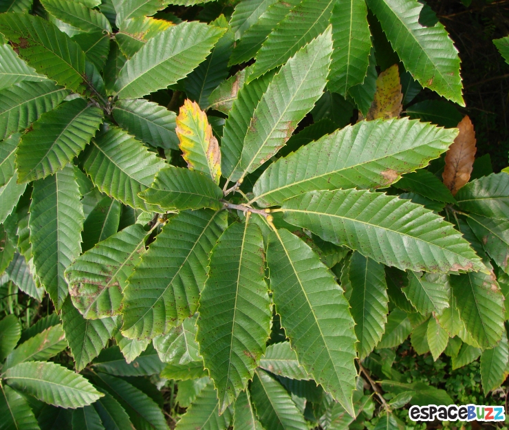 Illustration de l'article : 8 Astuces Pratiques pour vous d&eacute;barrasser des Araign&eacute;es