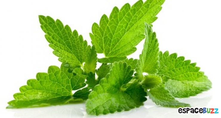 Illustration de l'article : 8 Astuces Pratiques pour vous d&eacute;barrasser des Araign&eacute;es