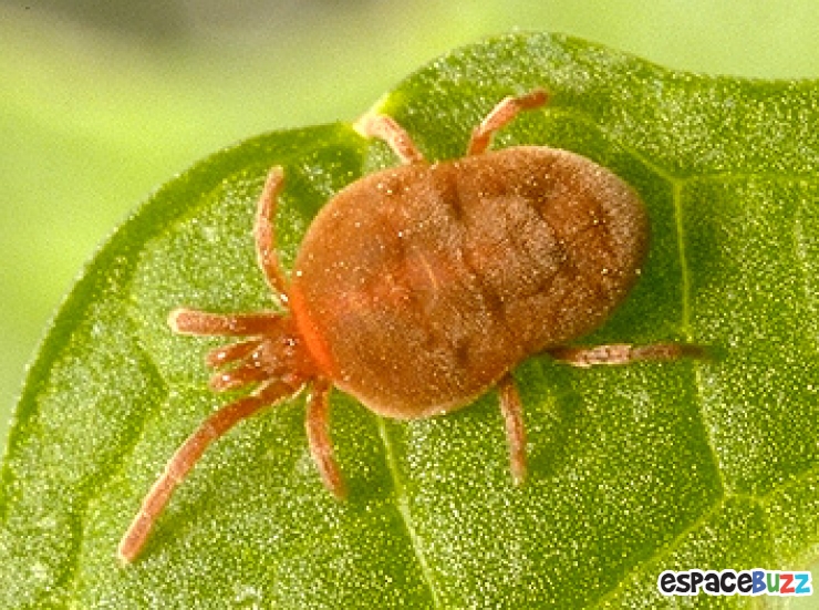 Illustration de l'article : 8 Astuces Pratiques pour vous d&eacute;barrasser des Araign&eacute;es