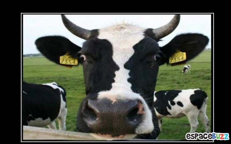 Illustration de l'article : Trouvez l'erreur: La vache!