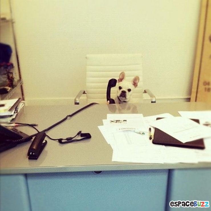 Illustration de l'article : Ces 22 animaux qui se prennent pour des humains