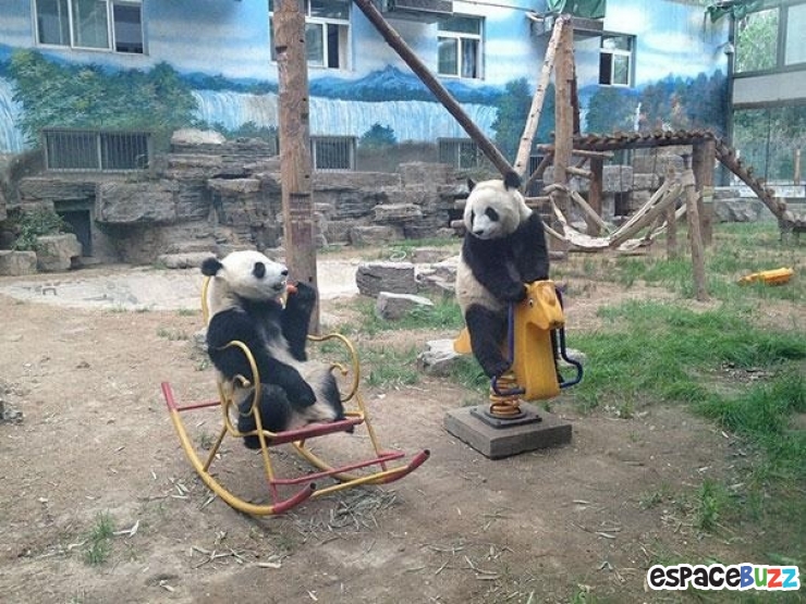 Illustration de l'article : Ces 22 animaux qui se prennent pour des humains