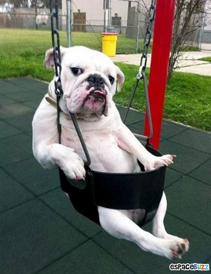 Illustration de l'article : Ces 22 animaux qui se prennent pour des humains