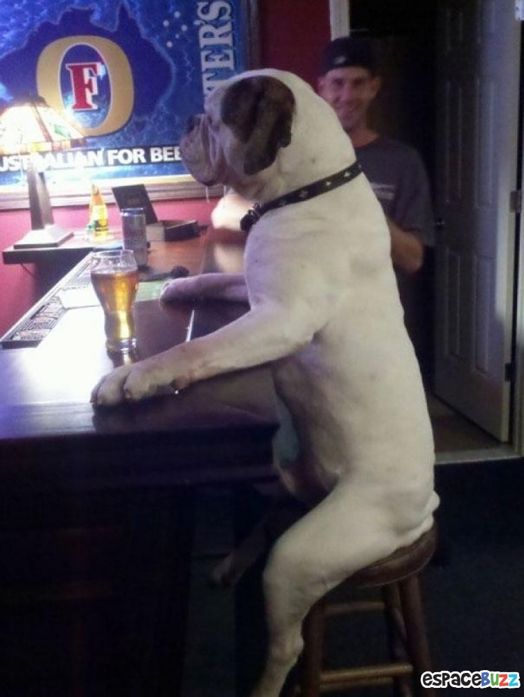 Illustration de l'article : Ces 22 animaux qui se prennent pour des humains