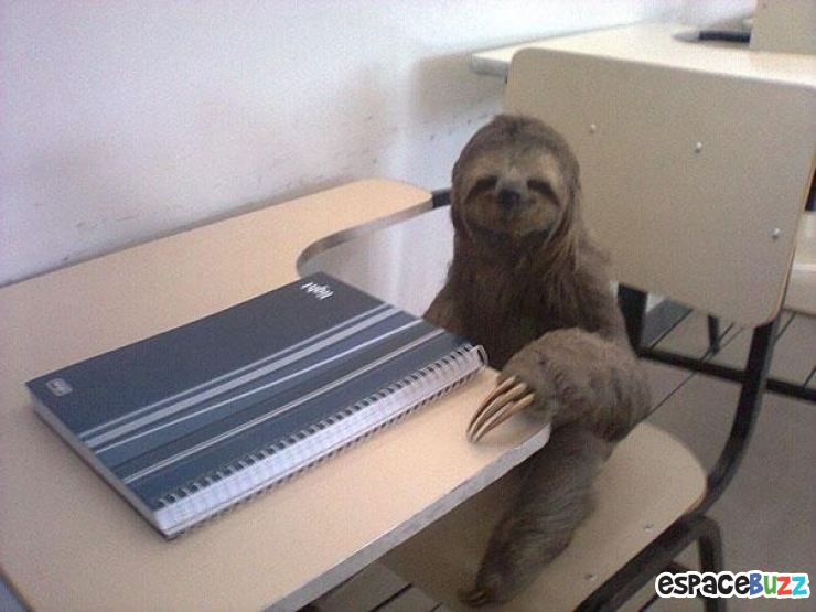 Illustration de l'article : Ces 22 animaux qui se prennent pour des humains