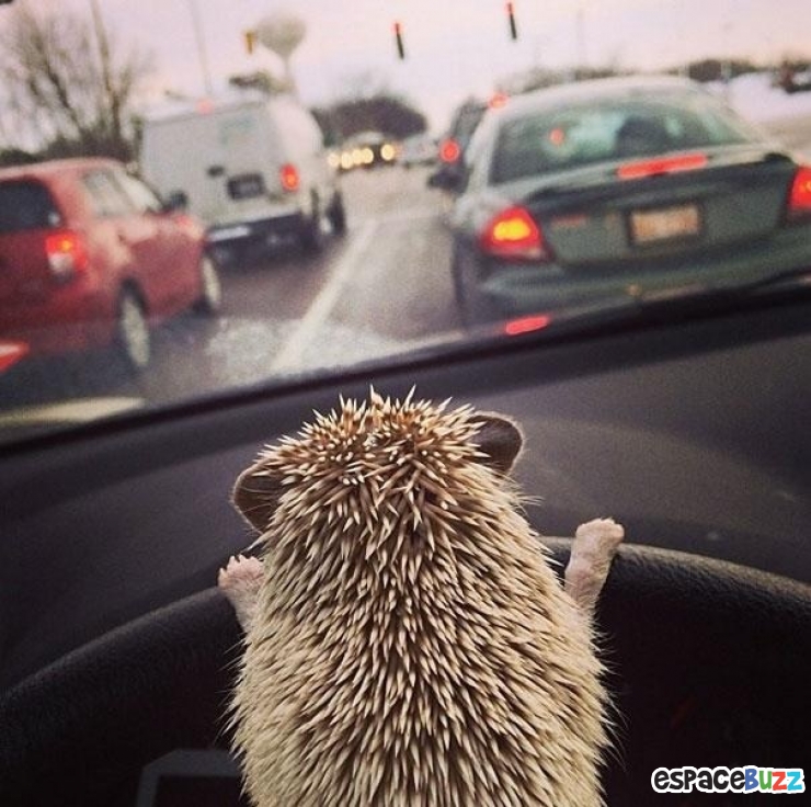 Illustration de l'article : Ces 22 animaux qui se prennent pour des humains