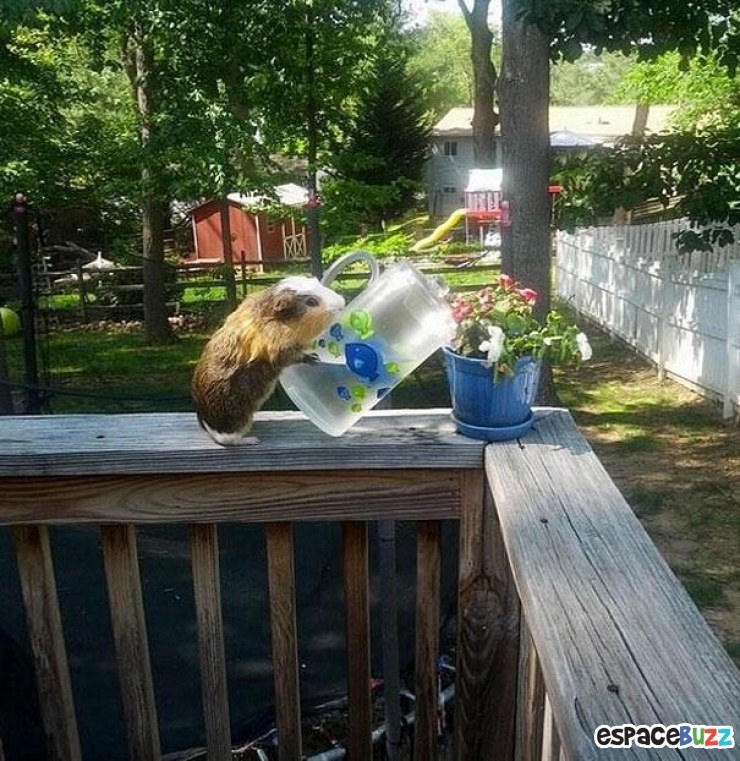 Illustration de l'article : Ces 22 animaux qui se prennent pour des humains