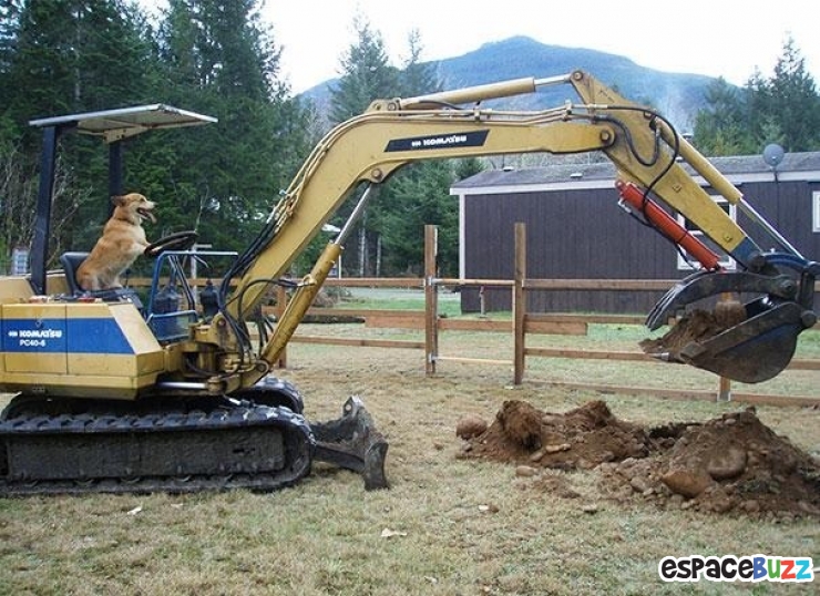 Illustration de l'article : Ces 22 animaux qui se prennent pour des humains