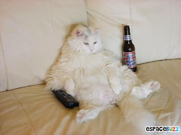 Illustration de l'article : Ces 22 animaux qui se prennent pour des humains