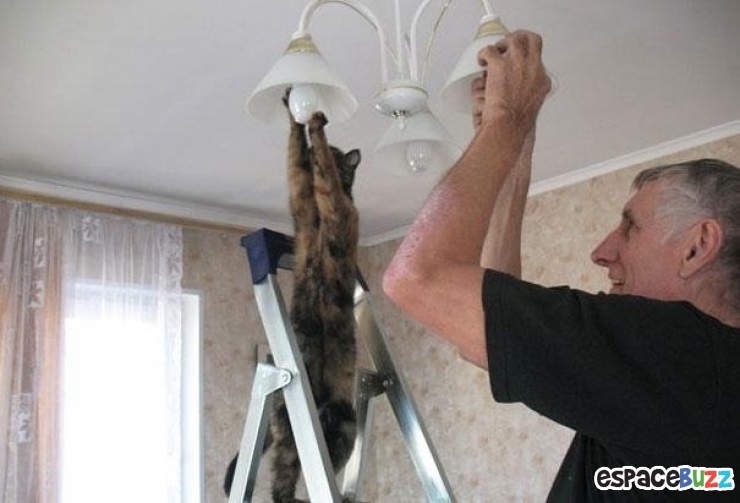 Illustration de l'article : Ces 22 animaux qui se prennent pour des humains