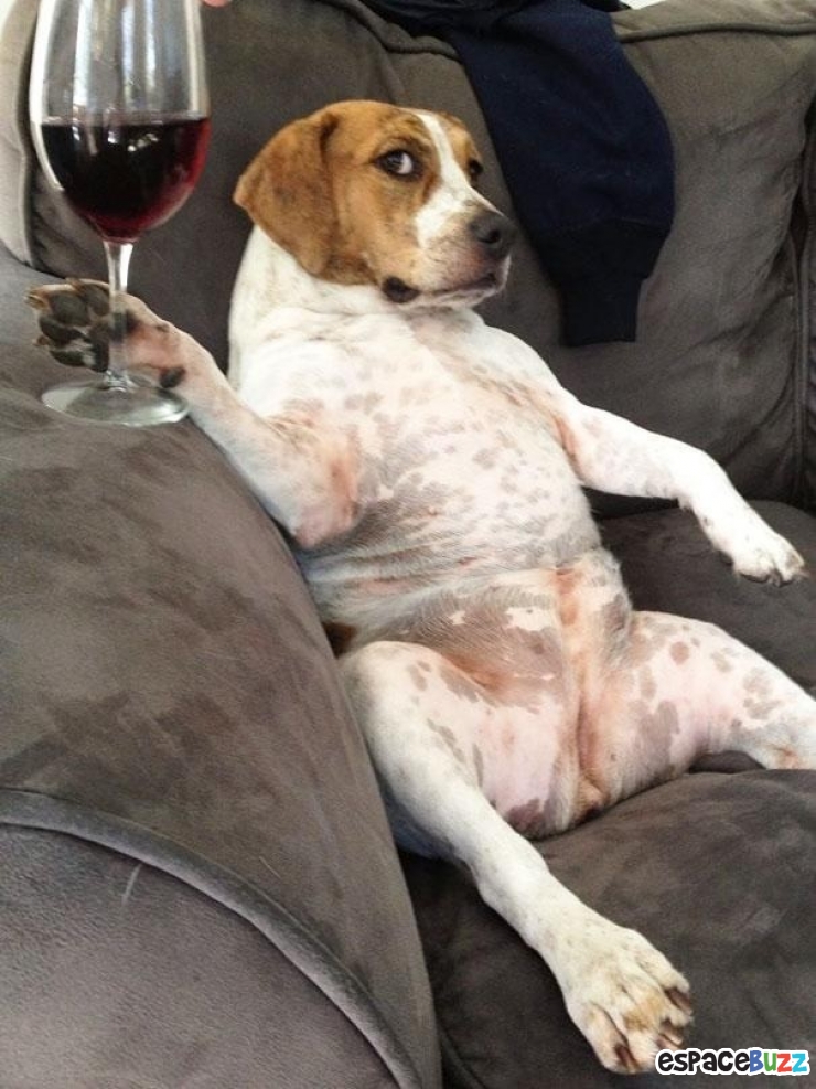 Illustration de l'article : Ces 22 animaux qui se prennent pour des humains