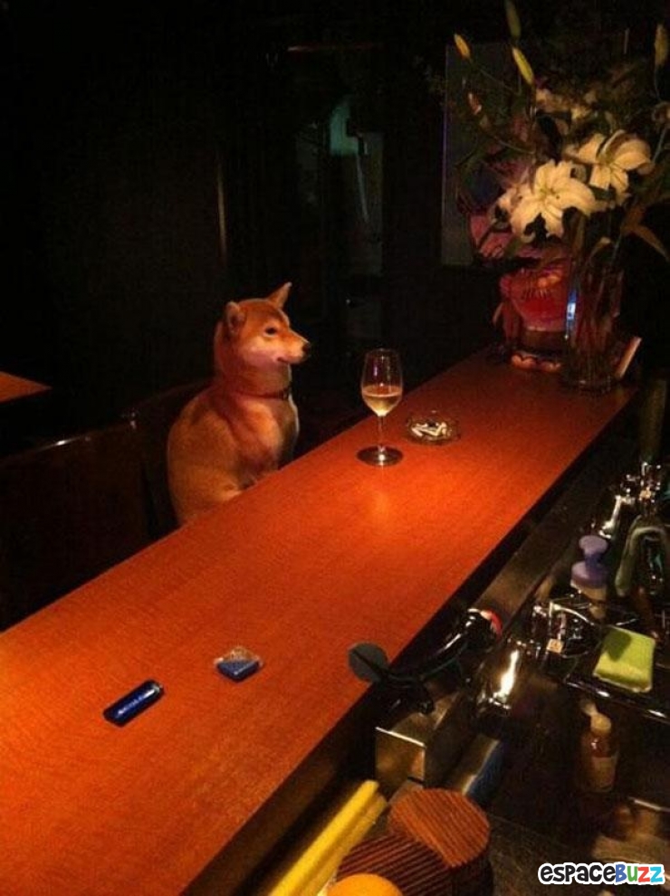 Illustration de l'article : Ces 22 animaux qui se prennent pour des humains