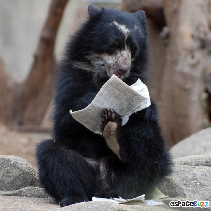 Illustration de l'article : Ces 22 animaux qui se prennent pour des humains