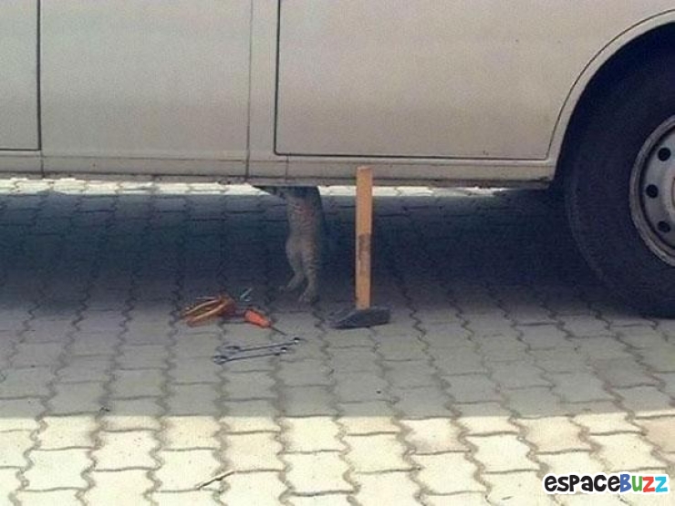 Illustration de l'article : Ces 22 animaux qui se prennent pour des humains