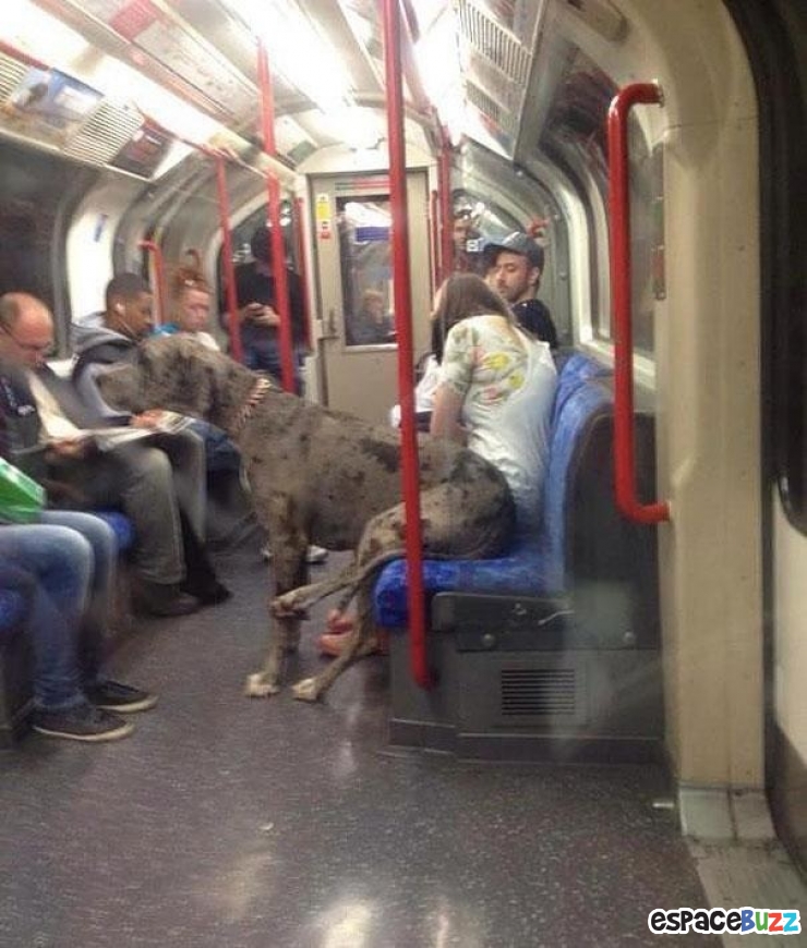 Illustration de l'article : Ces 22 animaux qui se prennent pour des humains