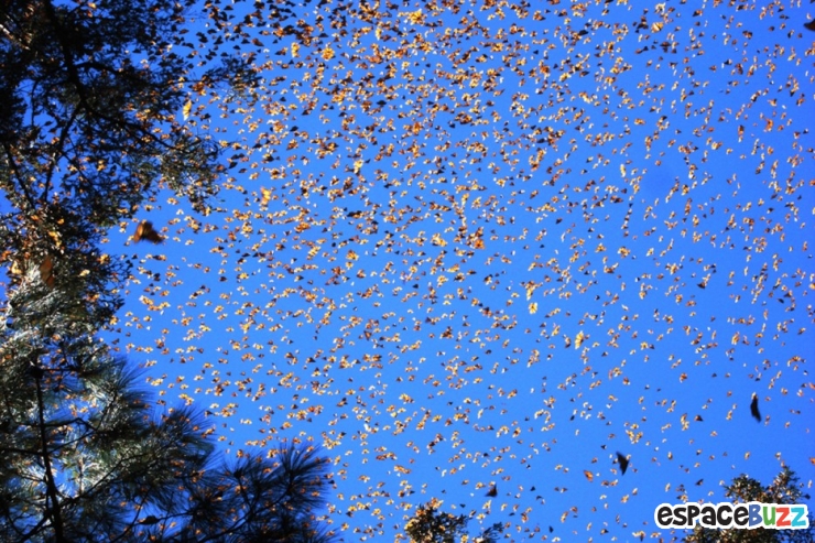 Illustration de l'article : Top 30 des phénomènes naturels les plus extraordinaires