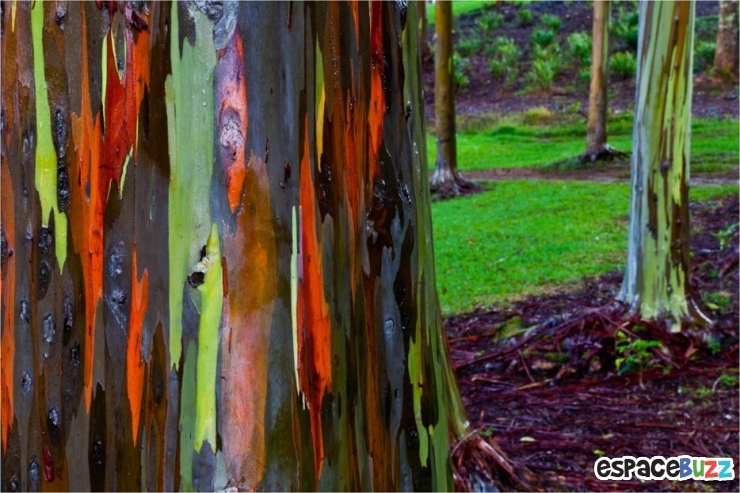 Illustration de l'article : Top 30 des phénomènes naturels les plus extraordinaires
