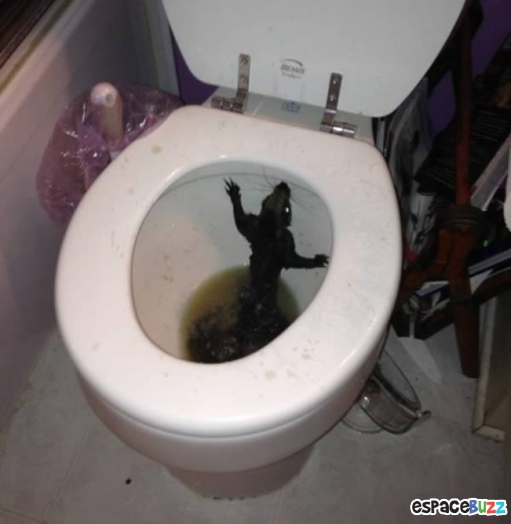 Illustration de l'article : Animalia version WC : ces animaux qui ont inexplicablement atterri dans vos toilettes